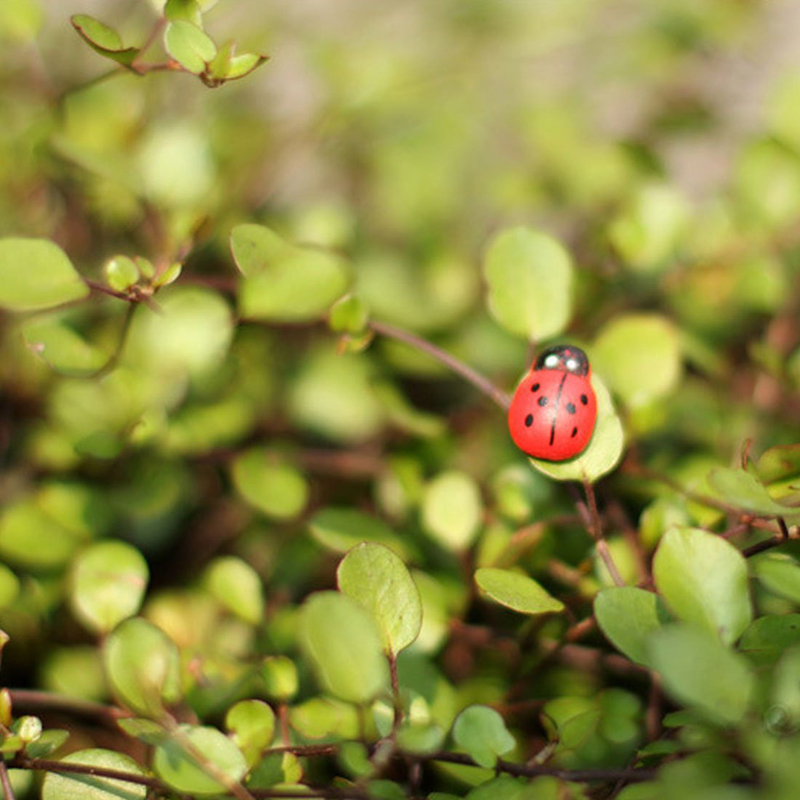 100 Stück Selbstklebende Mini- – Art Craft Ladybug Bewertung und Preis