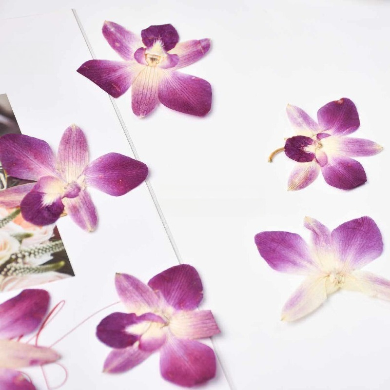 4 Stück, Echte Gepresste Schme – Art Craft Butterfly Bewertung und Preis